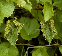 Presence of numerous galls on the lower part of leaves of American grape variety attacked by <b> <i> Viteus vitifoliae </i> </b>.  Their number causes a characteristic deformation of the limbus.  (phylloxera)