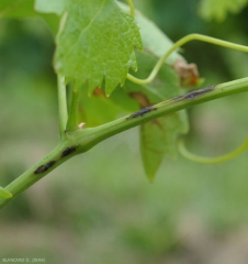 Early black rot lesions on twig.  They have a brown to black tint and gradually become necrotic.  <i> <b> Guignardia bidwellii </b> </i>