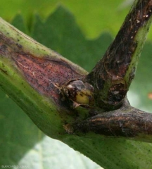 Brown canker lesion dotted with pycnidia.  <i> <b> Guignardia bidwellii </b> </i> (Black rot)