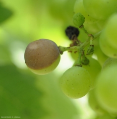 Beginning of attack on grape berry.  <i> <b> Guignardia bidwellii </b> </i> (Black rot)