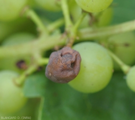 The fully weathered berry begins to shrivel and become covered with pycnidia. <i> <b> Guignardia bidwellii </b> </i> (Black rot)