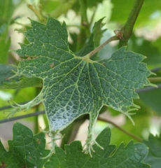 Leaf deformation linked to <b> Phytotoxicity </b> is expressed especially at the periphery of the leaf blade of this vine leaf.  In places, the latter presents growths modifying its shape.