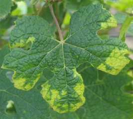Several spots with yellow areas, rather located on the periphery of the blade, are clearly visible on this leaf.  <b> Phytotoxicity </b>