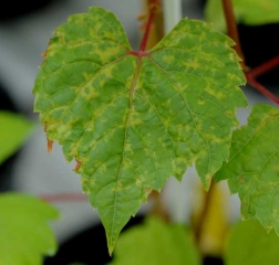 On this leaf, the yellowing resulting from <b> Phytotoxicity </b> occurs occasionally at the level of its veins.