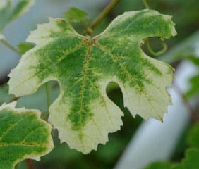 A large strip of tissue around the periphery of this leaf turned white after gradually chlorinating.  Note that the tissues located near a few main veins begin to necrosis.  <b> Phytotoxicity </b>