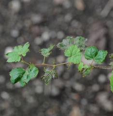 All the leaves of this twig remained small and more or less deformed.  <b> Phytotoxicity </b>