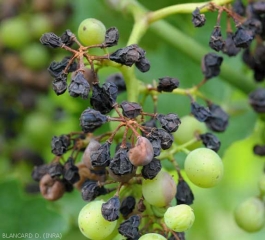 Most of the berries in this cluster are now shriveled and mummified;  they also have a rather characteristic blackish color.  <i> <b> Guignardia bidwellii </b> </i> (black rot)