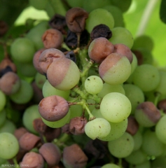 Many berries are now more or less colonized by <i> <b> Guignardia Bidwellii </b> </i>.  (black rot)