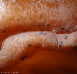 Young pycnidia being formed on a grape berry.  <b> <i> Guignardia bidwelli </i> </b> (black rot)