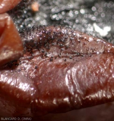 Numerous black pycnidia dotting a grape berry.  <b> <i> Guignardia bidwelli </i> </b> (black rot)