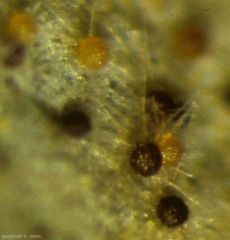 Several more or less mature cleistothecia are present on this vine leaf.  The younger ones are still yellowish, the older ones are brown.  <i> <i> Erysiphe necator </i> </i> (powdery mildew)