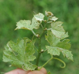 Branch with very short internodes associated with the presence of <i> <b> Calepitrimerus vitis </b> </i>.  This symptom is reminiscent of that of the tied court.  (acariosis)