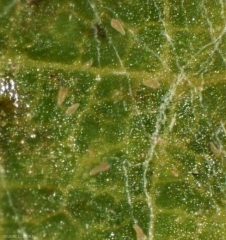 It is difficult to distinguish several yellowish mites, in the shape of a French fries cone, on the blade of this vine leaf.  <b> <i> Calepitrimerus vitis </i> </b> (acariosis)