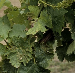 Many brown spots developed early on several leaves causing them to deform.  <i> <b> Xylophilus ampelinus </b> </i> (bacterial necrosis)