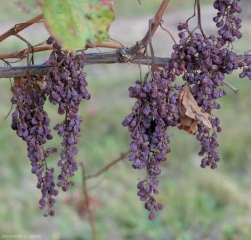 Whole bunches wilting on this vine severely affected by <b> esca </b>.
