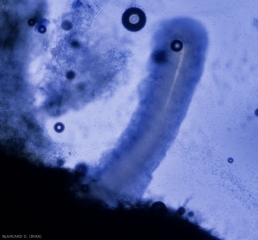 A cirrh containing very many conidia emerges from a pycnidia of <b> <i> Eutypa lata </i> </b>.  (eutypiosis)