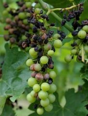 A well-developed attack of black rot on a bunch of grapes. <i> <b> Guignardia bidwellii </b> </i> (Black rot)