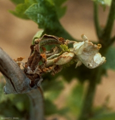 Young sprout almost destroyed by <b> <i> Xylophilus ampelinus </i> </b> (bacterial necrosis)