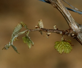 Twig affected by bacterial necrosis. <b> <i> Xylophilus ampelinus </i> </b>.