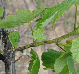 Several dark alterations more or less extensive dot this young branch.  Some of them are starting to suck.  <b> <i> Phomopsis viticola </i> </b> (excoriose)