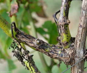 Several contiguous canker changes surround the base of this branch, weakening it somewhat.  <b> <i> Phomopsis viticola </i> </b> (excoriose)