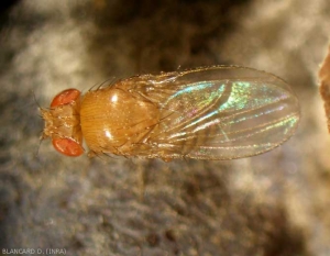 Aspect of a Drosophila resting on a grape berry.  <b> <i> Drosophila </i> sp.  </b> (acid rot)