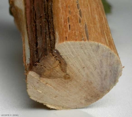 Detail of a sectoral lesion of Botryosphaeria (<b> dieback of <i>Botryosphaeria</i> </b>)