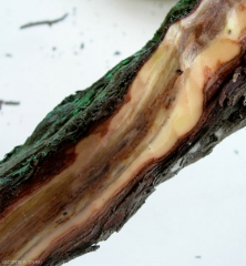 Beginning and superficial lesion visible under the bark of a vine affected by esca.  Over time it will be colonized in particular by one to several species of <i> Botryosphaeria </i> (<b> dieback at <i>Botryosphaeria</i> </b>)