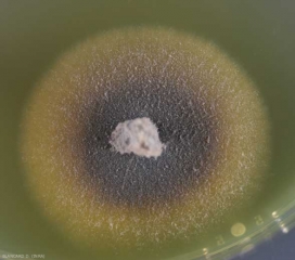 Mycelial colony on malt-agar medium in a petri dish of <i> <b> Phaeoacremonium aleophilum </b> </i>;  developing slowly, it is beige to honey in color and produces a yellow pigment which diffuses into the medium.