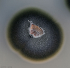 This mycelial colony of <i> <b> Phaeomoniella chlamydospora </b> </i> shows slow growth and a rather characteristic dark green to olive tint.