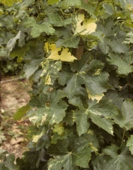 Several leaves of this vine have more or less discolored areas of the blade.  <b> Genetic anomaly </b> (chimera)