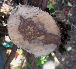 Progressive formation of a tinder-type rot within a central brown necrotic lesion, adjacent to a necrosis of the same sectoral color (mixed necrosis).  (<b> esca </b>)