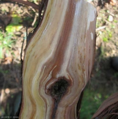Longitudinal, brown necrotic lesion visible under bark in wood.  (<b> esca </b>).