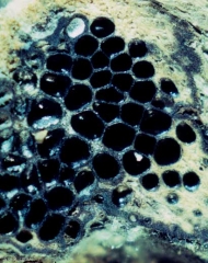 Detail of perithecia of <b> <i> Eutypa lata </i> </b> cut transversely.  (eutypiosis)