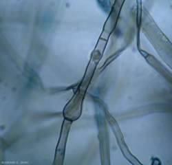 A bulge is clearly visible on this brown, septate mycelium of <b> <i> Rosellinia necatrix </i> </b>.  (woolly root rot)