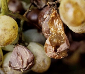 The berry colonized by acid rot eventually tears and detaches from the stalk.