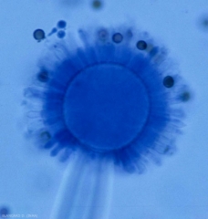 It is on this vesicle, typical of the <i> Aspergillus </i> genus, that the phyalids are located, which cover the entire surface (radial) <b> <i> Aspergillus </i> sp. </ B > (rot caused by Aspergillus)