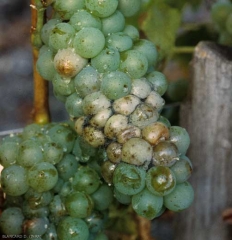 Several berries of this white grape variety have taken on a beige to whitish hue;  black mold is visible in some places.  <b> <i> Rhizopus stolonifer </i> </b> (<i> Rhizopus </i> rot)