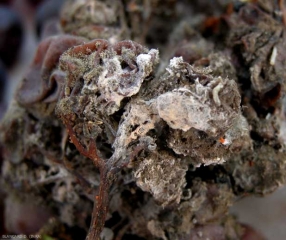 Many conidiophores have formed on the surface of these botrytised berries.  They are partly the visible pink mold.  <b> <i> Trichothecium roseum </i> </b> (pink mold)