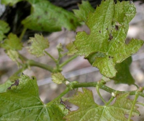 On vines affected by <i> <b> Eutypa lata </b> </i>, the young leaves are smaller and chlorotic, deformed, and sometimes necrotic.  (eutypiosis)