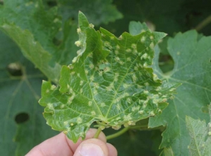 During strong attacks of Phylloxera, localized lesions, chlorotic and more or less necrotic are visible on the upper surface of the leaf blade.  <b> <i> Daktulosphaira vitifoliae </i> </b>