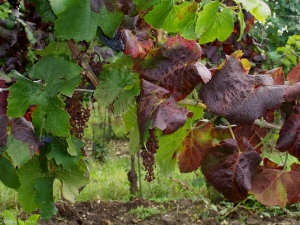 Some bunches are completely dried out and the leaves show a reddish color on a red variety.  Symptoms of blackwood, <i> <b> Candidatus Phytoplasma solani </b> </i>