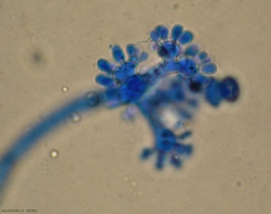 Conidia of <i> <b> Botrytis cinerea </b> </i> are formed at the end of sterigmas.  (gray mold)