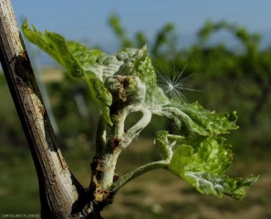 This little growing young vine shoot was affected early by powdery mildew;  it shows a very characteristic <i> <b> Erysiphe necator </b> </i> flag symptom