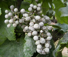 The berries of this cluster are covered by a whitish powdery felting consisting of the mycelium and the numerous conidiophores and powdery conidia.  <i> <b> Erysiphe necator </b> </i>