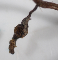 Presence of a phylloxera nodosity on vine root.  <b> <i> Daktulosphaira vitifoliae </i> </b>