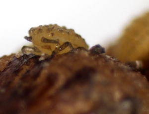 Detail of a radicole, we can clearly see the eyes, the antennae and the stylet.  <b> <i> Daktulosphaira vitifoliae </i> </b> (phylloxera)