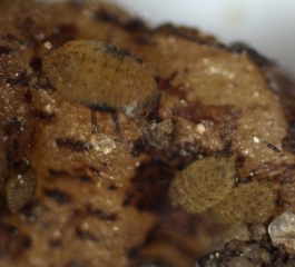Larvae of different stages are present on a knot.  <b> <i> Daktulosphaira vitifoliae </i> </b> (phylloxera)