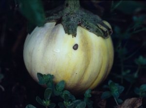 A small, brown, concave spot with discreet concentric rings has formed on one side of this fruit. <i><b>Alternaria beringelae</b></i> (ex <i>Alternaria solani</i>, alternariose, early blight) on eggplant fruit