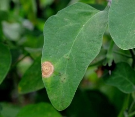 A necrotic, beige stain is clearly visible on this eggplant leaf.  <i> <b> Botrytis cinerea </b> </i> (gray mold)